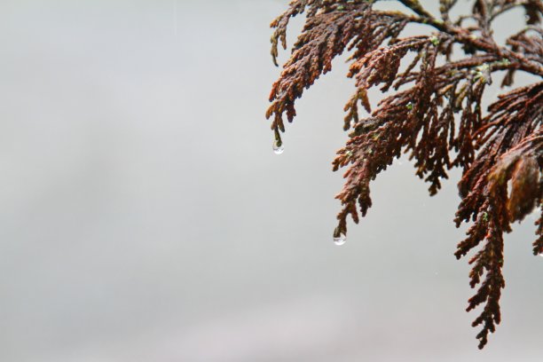 雨后的松树枝图片下载