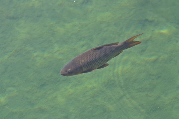 在池塘里游泳的鲤鱼(鲤)。图片下载