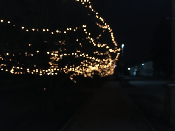 迷迭香图片下载