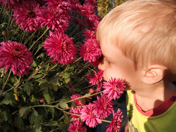 小男孩在花园里闻菊花图片下载