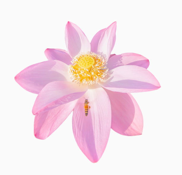 亚洲蜜蜂从莲花中采集花粉。图片下载