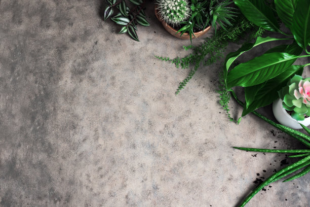 家庭园艺或都市丛林图片下载