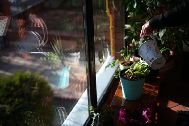 老妇人照料室内花园图片下载