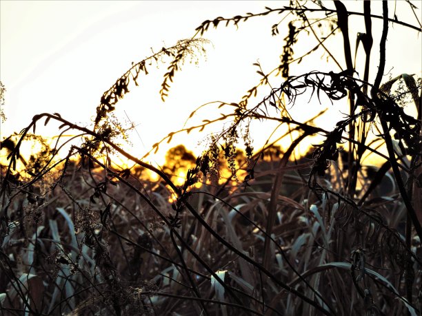 日本。1月。日落时海岸边的草地。图片下载