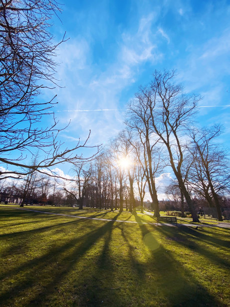 冬季树木的阳光闪耀图片下载