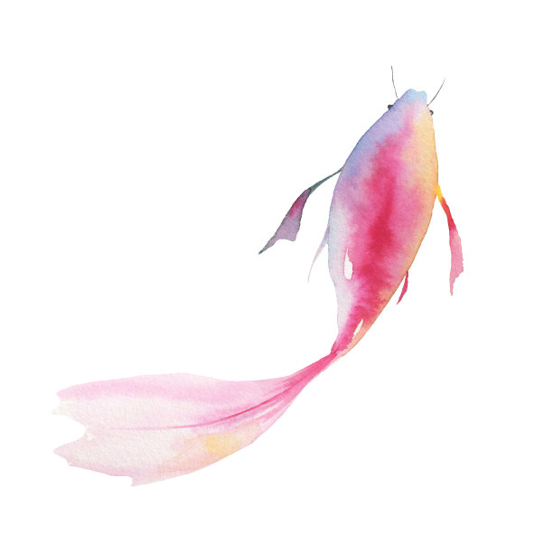 抽象的金鱼孤立在白色的背景。图片下载