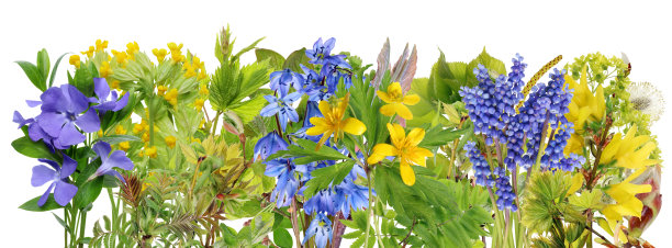 春林花草线缘宏。孤立的图片下载