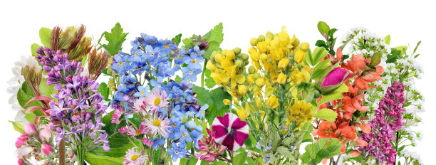 春日花开叶缘宏。孤立的图片下载