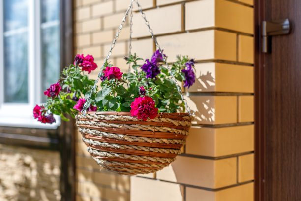 砖墙边，佩妮在柳条花盆里开着花图片下载