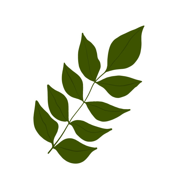 植物的叶子图片下载