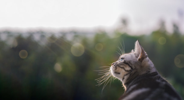 猫在阳光下看着森林图片下载