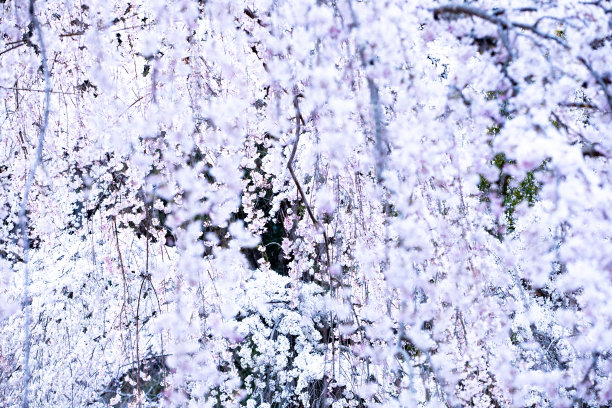 日本的樱花图片下载