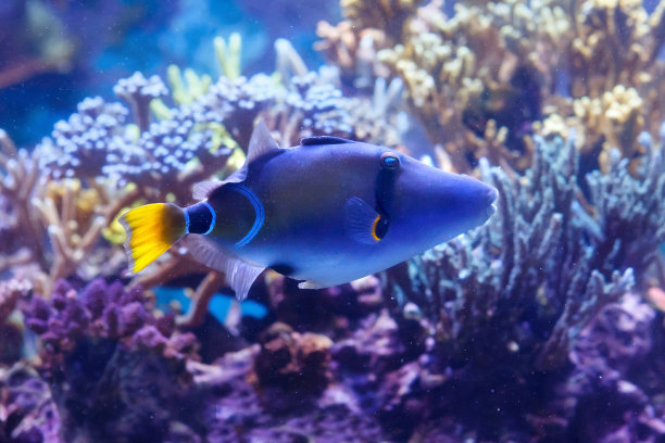 泻湖触发鱼也被称为黑条触发鱼，毕加索触发鱼和毕加索触发鱼图片下载