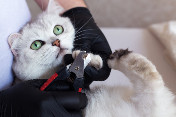 猫梳理。一只白色的英国猫修剪了指甲。爱护动物。图片下载