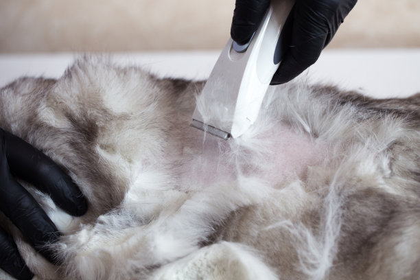 猫梳理。主人给一只英国猫刮胡子。猫的头发。美丽的猫。图片下载