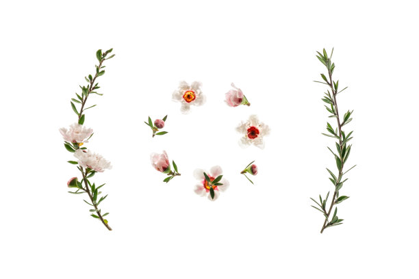 新西兰白麦卢卡树的花和芽在白色的背景上排成圆圈图片下载