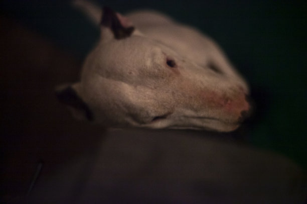 狗躺在地板上。图片下载