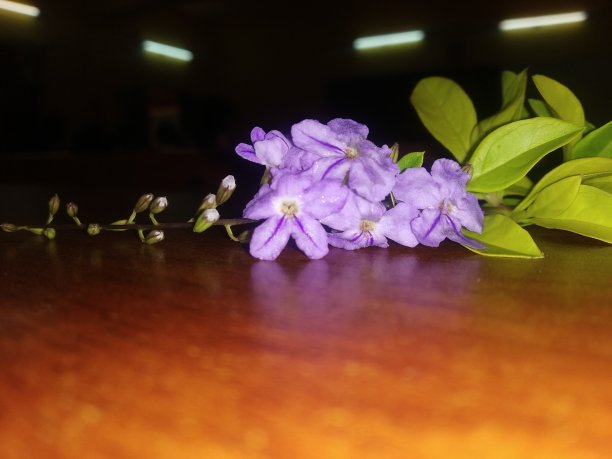 早晨开花图片下载