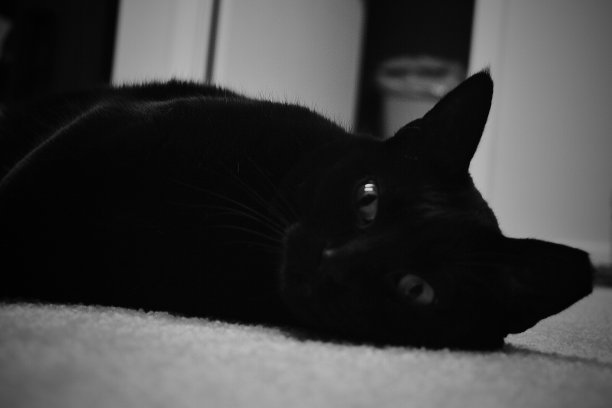 猫躺在地板上图片下载