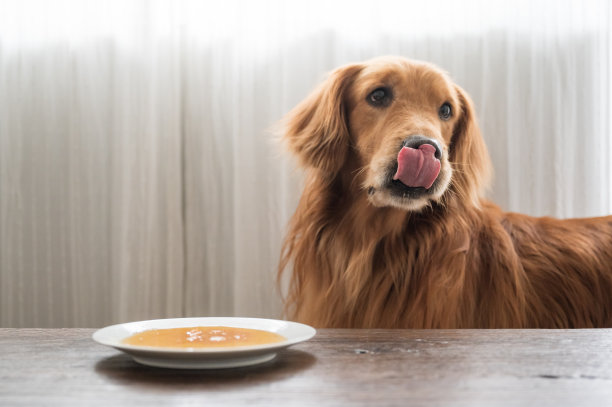 金毛猎犬在吃盘子里的食物图片下载