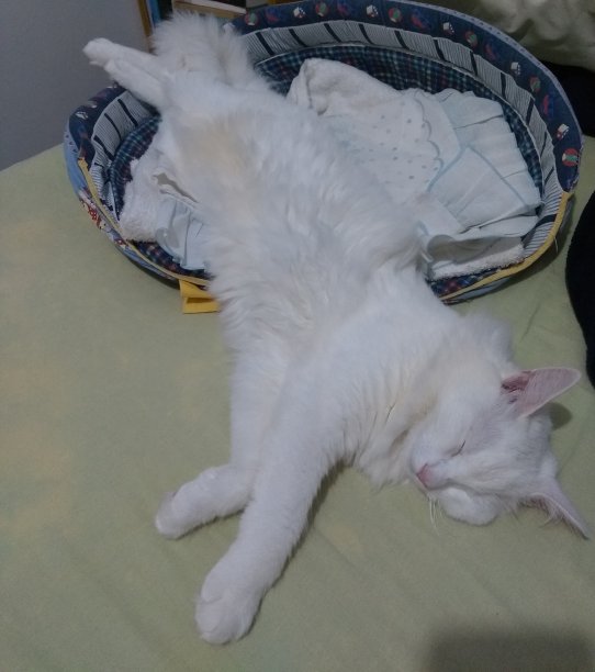 土耳其安哥拉猫-睡觉图片下载