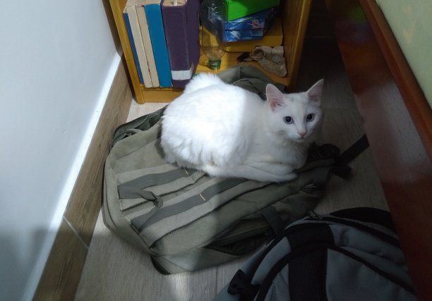 土耳其安哥拉猫图片下载