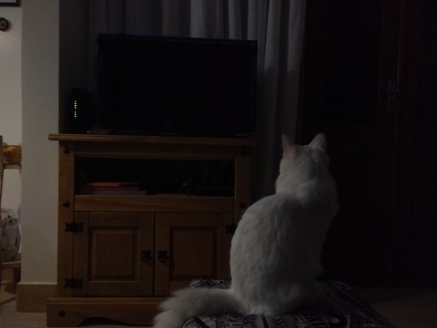 土耳其安哥拉猫图片下载