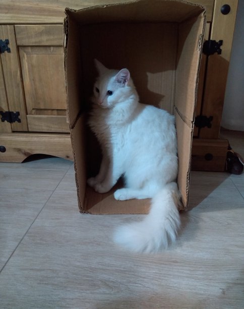 土耳其安哥拉猫图片下载