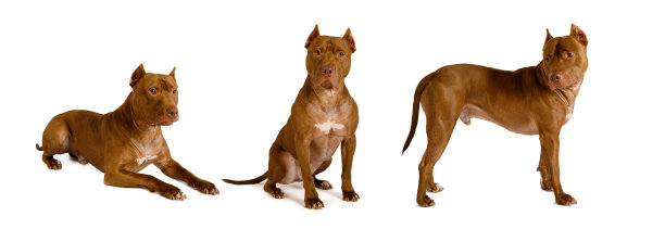 纯种美国比特斗牛梗狗孤立拼贴在白色背景上图片下载