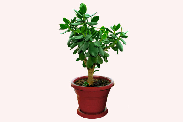 弹性无花果室内植物，白色背景，在一盆棕色的泥土图片下载