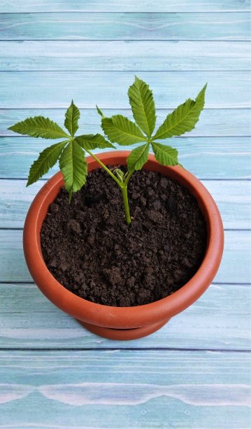 栗子芽在一个棕色的锅在绿松石背景图片下载