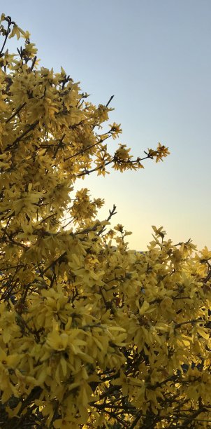 美丽的黄色灌木在傍晚天空的背景。日落。风景，自然，傍晚，鲜花，黄色，春天，夏天，植物，植物，抽象照片，装饰，墙纸，日子，生活，浪漫，思想，冥想。图片下载