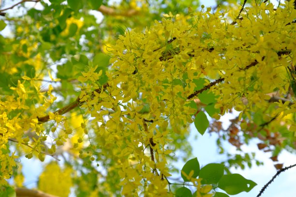 黄花决明子或金花图片下载