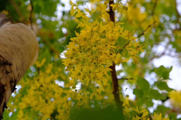 黄花决明子或金花图片下载