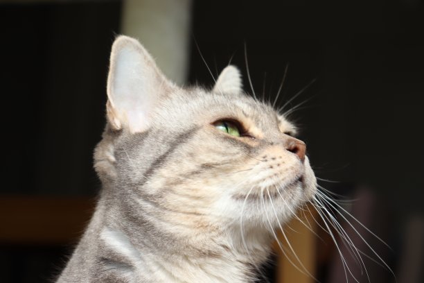 一只美丽的猫的侧面向上看。图片下载