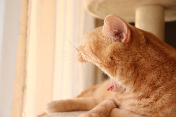 一只可爱的猫张着大嘴打哈欠。图片下载