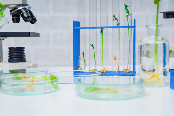 转基因植物试验。探索植物育种新方法的生态实验室图片下载