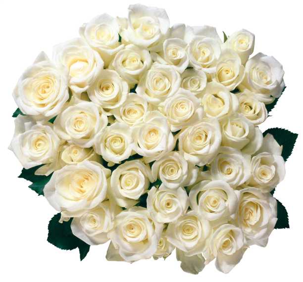 一束孤立在白色背景上的白玫瑰图片下载