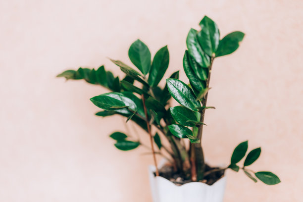 绿色扎米眼植物在家图片下载