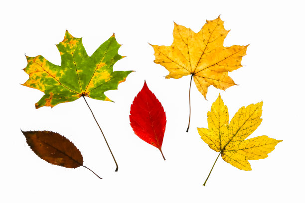 窗外真正的秋叶。季节性的照片。黄色和绿色有纹理。11月的明信片。透明背景。美丽的景色。图片下载