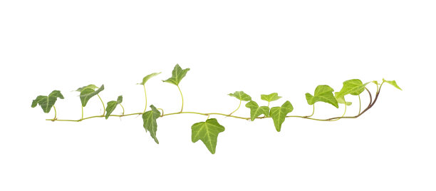 在白色上孤立的常青藤叶子图片下载
