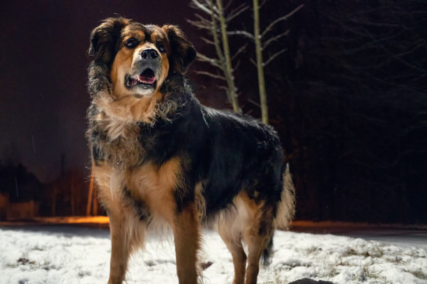 一个美丽的德国狗在一个冬天的晚上在公园的全长肖像。狗是焦点图片下载