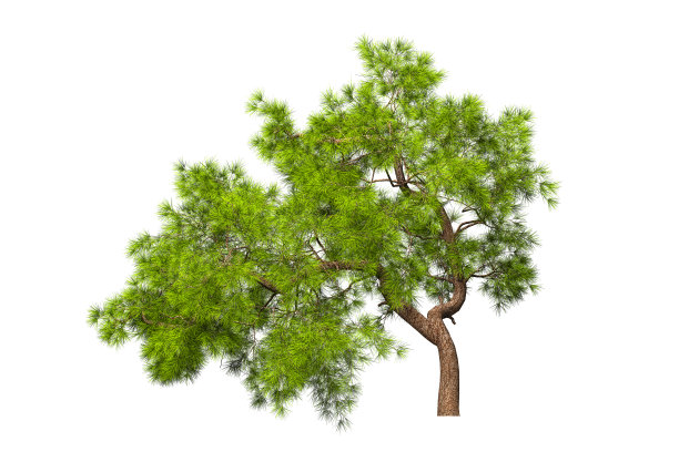 一种常绿针叶树，树冠茂盛，树干弯曲，背景为白色。孤立自己。股票3 d演示。图片下载