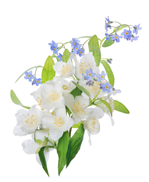 一束茉莉花和蓝色的小花图片下载