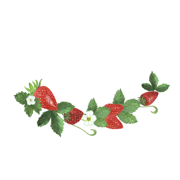 有叶有花的草莓枝。水墨画手绘插图孤立在白色背景图片下载