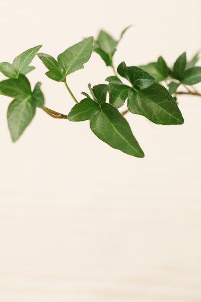 绿色常春藤图片下载