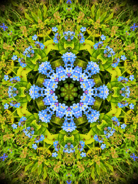 勿忘我万花筒花卉图案图片下载