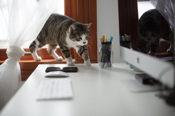 工作台上的虎斑猫图片下载