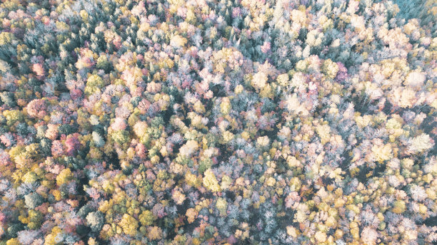 色彩缤纷的秋天森林和蓝色的湖，空中无人机的顶部视图图片下载