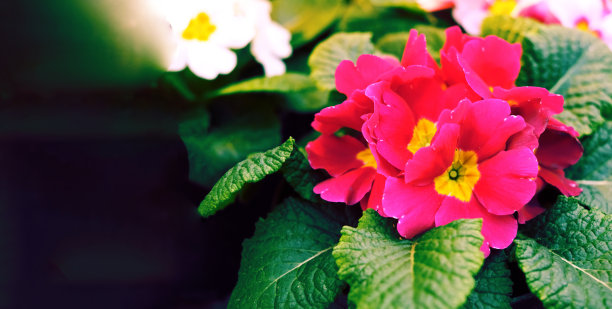 红色、粉红色、白色的樱草。在咖啡馆或餐厅的花盆中放置鲜花，用于夏季装饰。图片下载